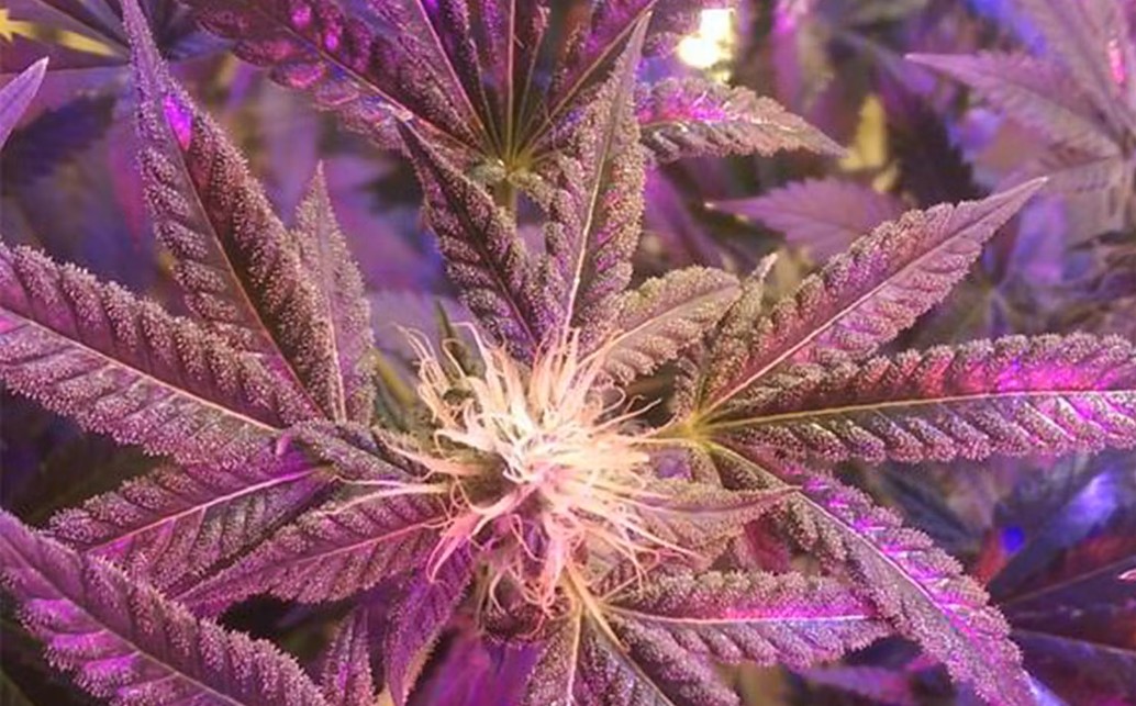 How to Grow Blueberry Bubba Strain: Indoor vs Outdoor Yield Guide
